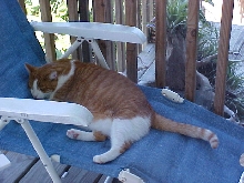 Restin on da proch