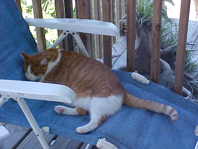 Restin on da proch