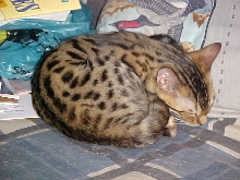 New Kitten