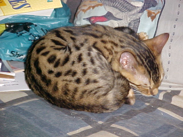 New Kitten