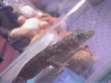 Gecko 02