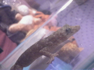 Gecko 02
