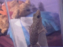 Gecko 01