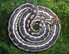 Striped Carpet