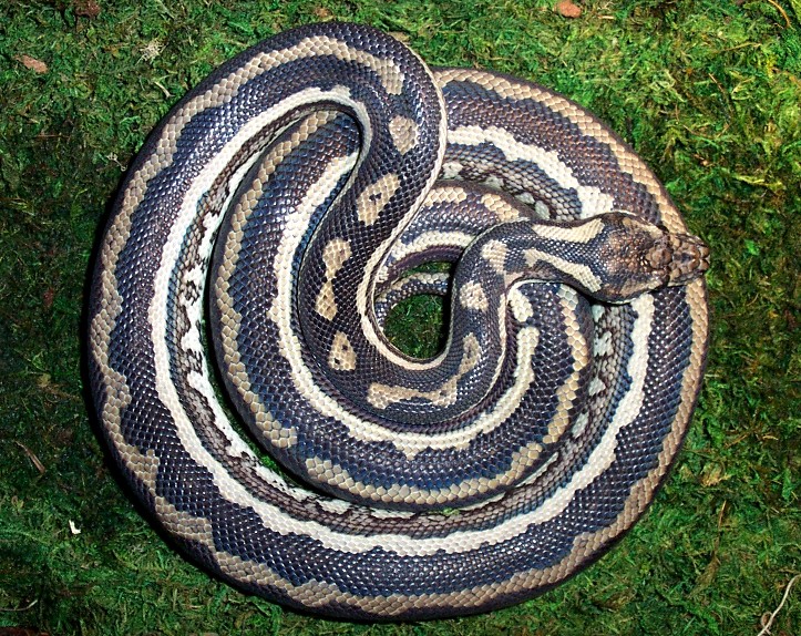 Striped Carpet