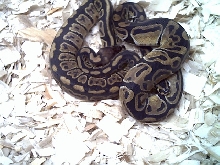 speckled and junglish