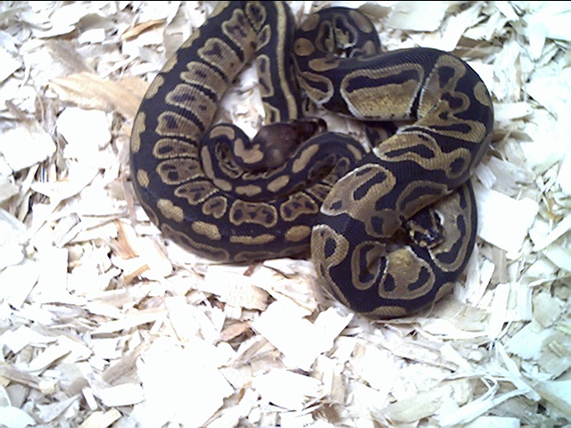 speckled and junglish