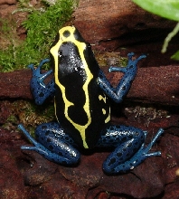 Female Dwarf Tinc