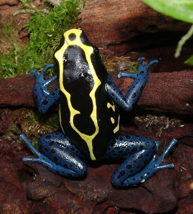 Female Dwarf Tinc