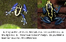 a comparison