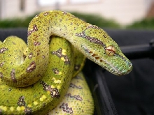 GTP 03111