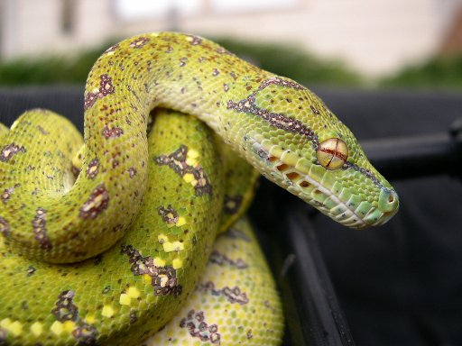 GTP 03111