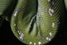 Upclose and personal with Fleck