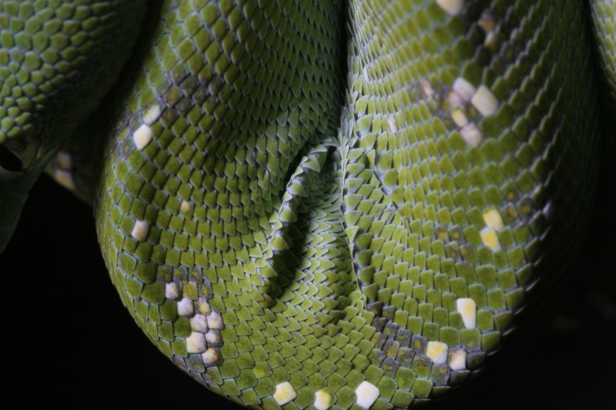 Upclose and personal with Fleck