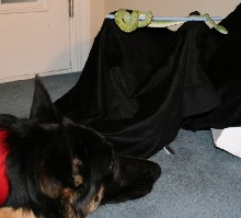 dog meets snake