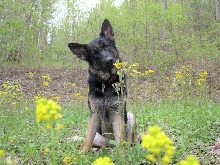 Jet in the flowers.