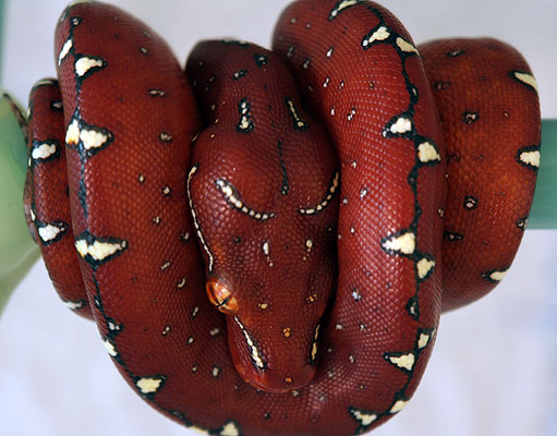 New hatchling