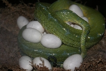 My first clutch!