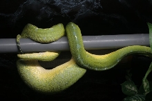 Ovulation