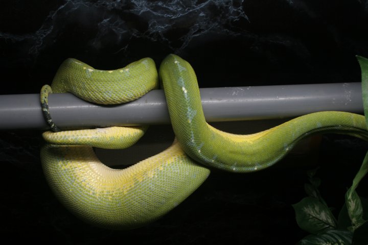 Ovulation