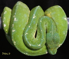 Perch