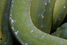 Coiled up