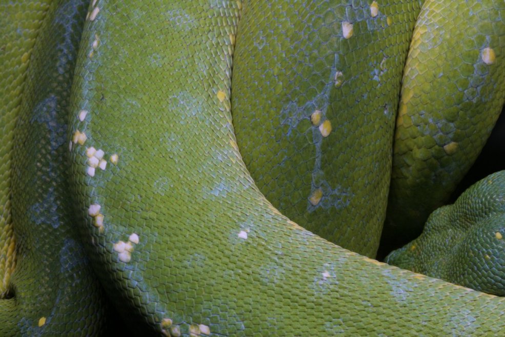 Coiled up