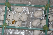 My first hatchling!