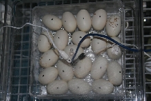 Final count of eggs: 20