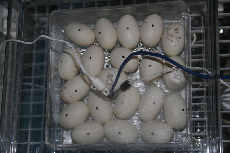 Final count of eggs: 20