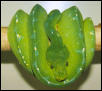 New snake