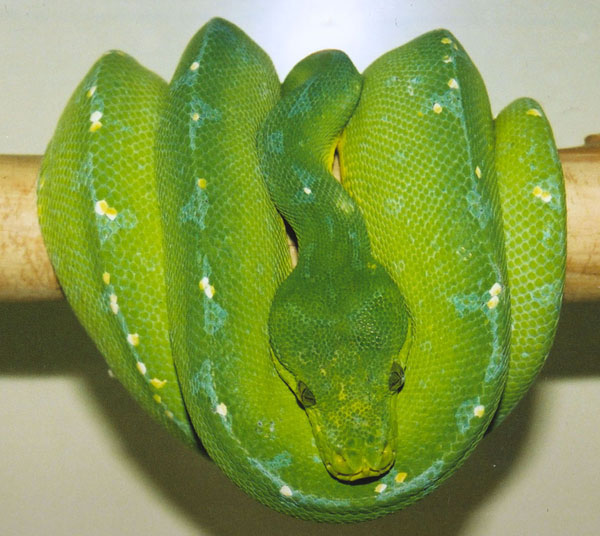 New snake