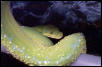 Female chondro.