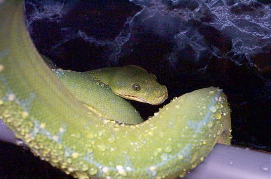 Female chondro.