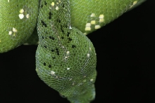 Up close Freckles