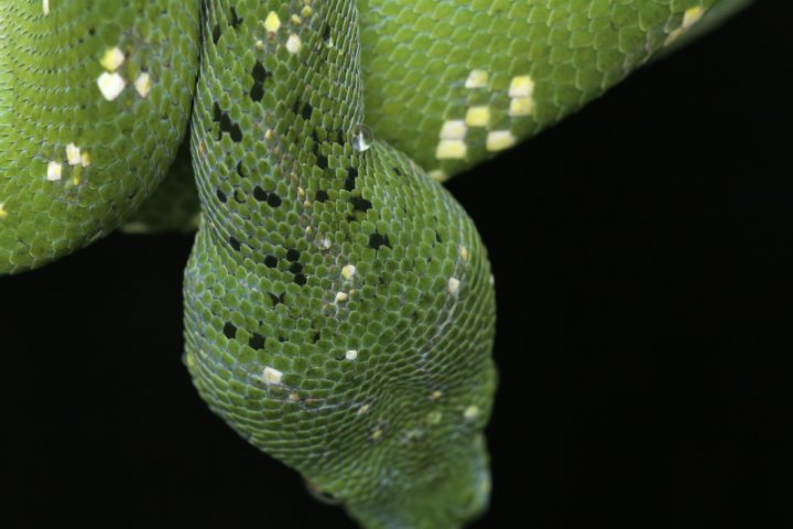Up close Freckles