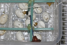 Group hatching