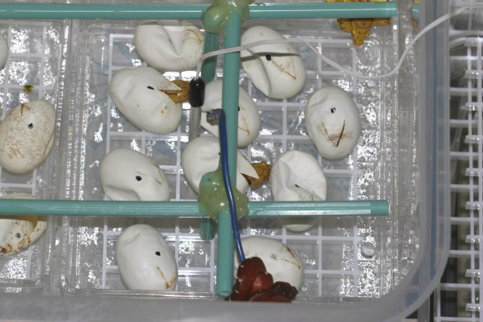 Group hatching