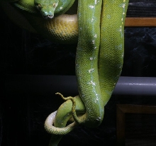 breeding