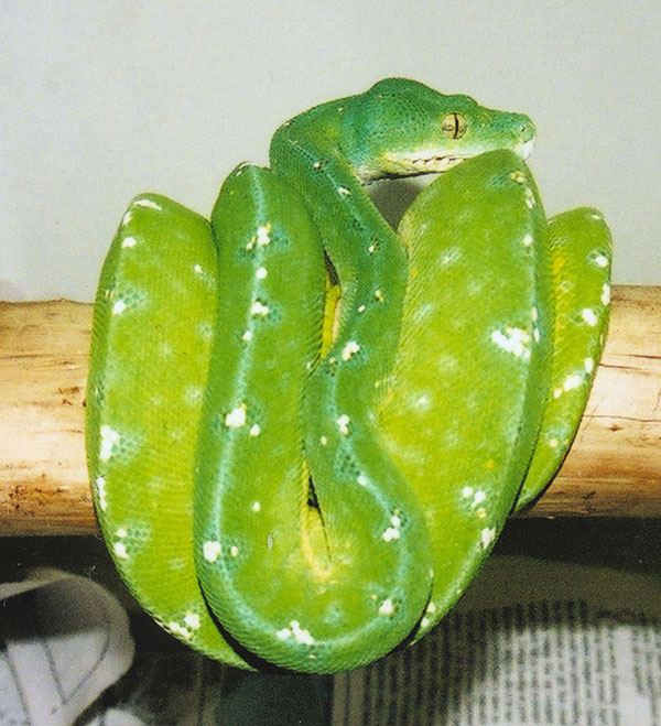 new male chondro
