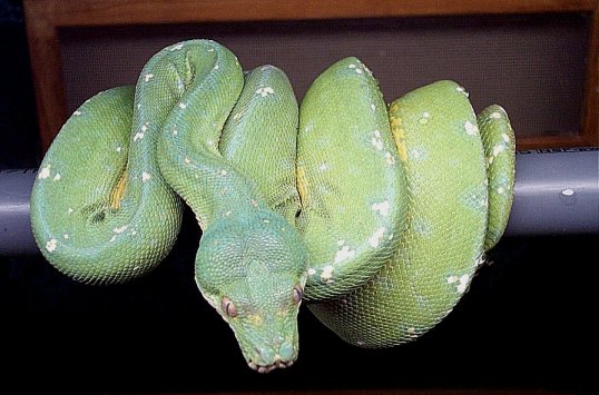 Male chondro in shed.