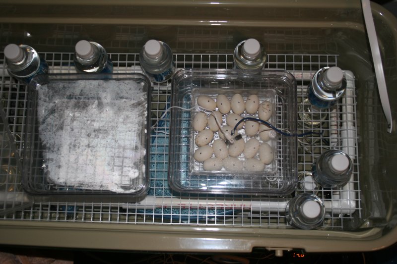 homemade incubator