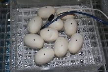 dimpling eggs