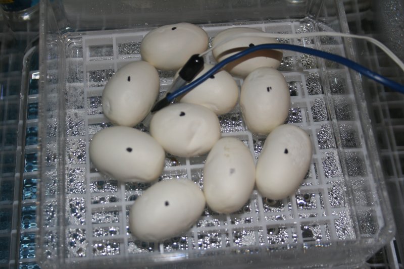 dimpling eggs