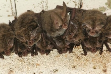 Rafinesque's big-eared bats