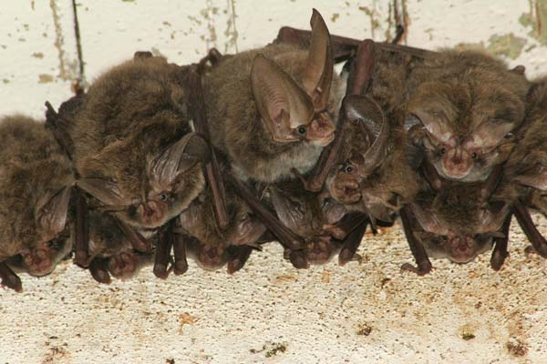 Rafinesque's big-eared bats
