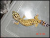 Squirt
