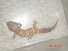 Casper