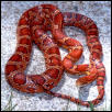 Charleston SC locality female cornsnake