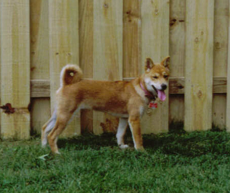 I like my new fence